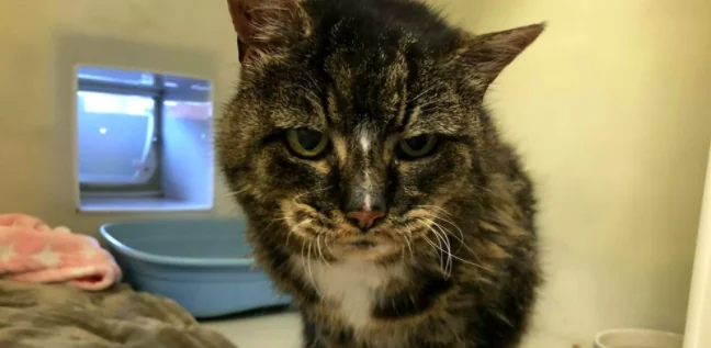 Era scomparso da 20 anni, gatto torna dalla padrona e trascorre con lei gli ultimi giorni di vita